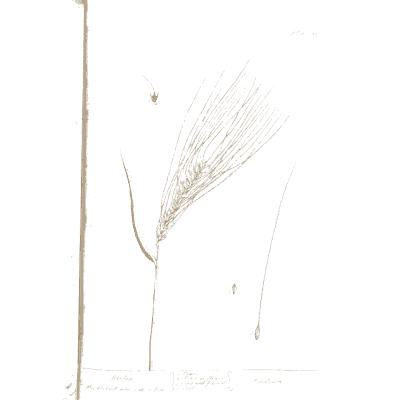 Barley ear with awns - A Curious Herbal: Five Hundred Cuts - 1737