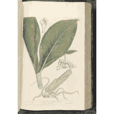 Broad leaves with a cut root - A Curious Herbal: Five Hundred Cuts - 1737