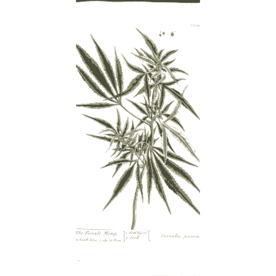 Hemp with palmate leaves - A Curious Herbal: Five Hundred Cuts - 1737