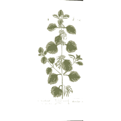 Round-leaved herb with flowers - A Curious Herbal: Five Hundred Cuts - 1737