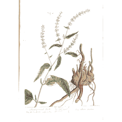 Herb with knobbly roots - A Curious Herbal: Five Hundred Cuts - 1737
