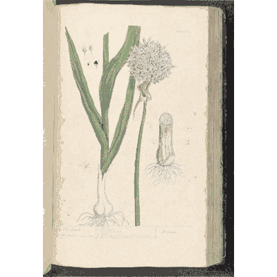 Bulbed herb with a round flower head - A Curious Herbal: Five Hundred Cuts - 1737