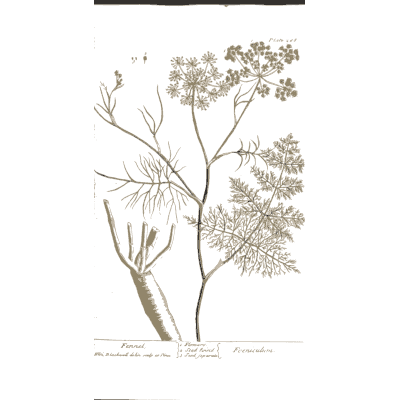 Fennel with feathery leaves - A Curious Herbal: Five Hundred Cuts - 1737