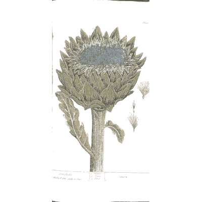 Artichoke head with leaves - A Curious Herbal: Five Hundred Cuts - 1737