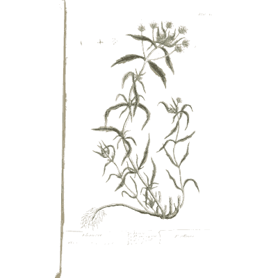 Climbing herb with flower umbels - A Curious Herbal: Five Hundred Cuts - 1737
