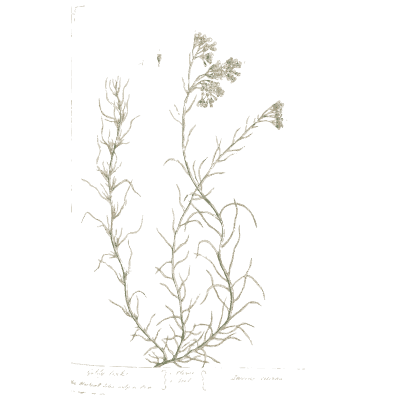 Wiry herb with small flowers and pods - A Curious Herbal: Five Hundred Cuts - 1737