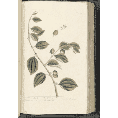 Branch with oval leaves and berries - A Curious Herbal: Five Hundred Cuts - 1737