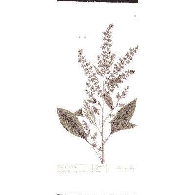 Sorrel with red flower spikes - A Curious Herbal: Five Hundred Cuts - 1737