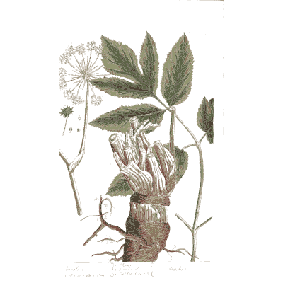 Palmate leaf with a cut root - A Curious Herbal: Five Hundred Cuts - 1737