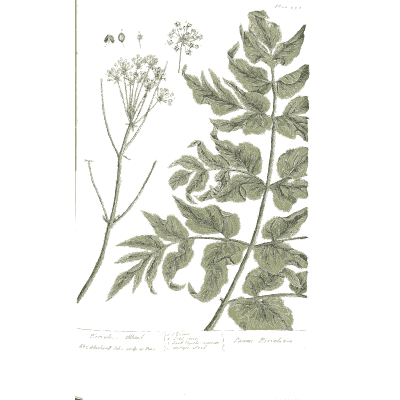 Herb with a white flower umbel - A Curious Herbal: Five Hundred Cuts - 1737