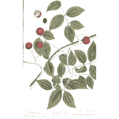 Branch with red berries - A Curious Herbal: Five Hundred Cuts - 1737