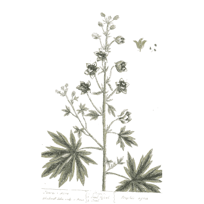 Flower spike with palmate leaves - A Curious Herbal: Five Hundred Cuts - 1737