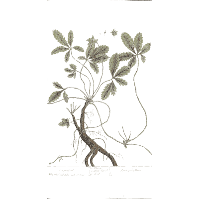 Rooted herb with lobed leaves - A Curious Herbal: Five Hundred Cuts - 1737