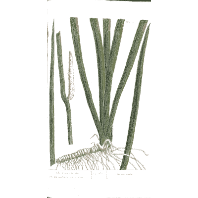 Reed stems with roots - A Curious Herbal: Five Hundred Cuts - 1737