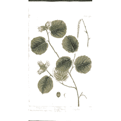 Round-leaved herb with buds - A Curious Herbal: Five Hundred Cuts - 1737