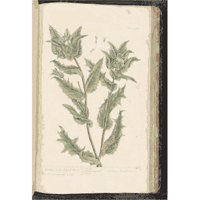 Toothed leafy stem with flowers - A Curious Herbal: Five Hundred Cuts - 1737