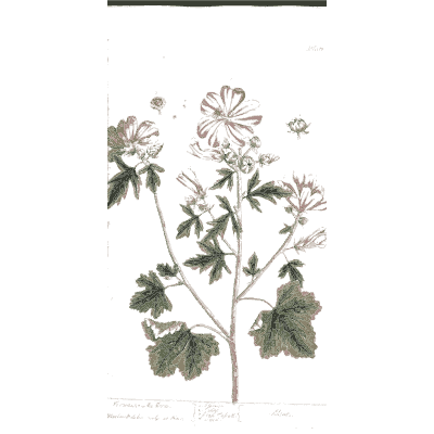 Pink mallow flower with lobed leaves - A Curious Herbal: Five Hundred Cuts - 1737