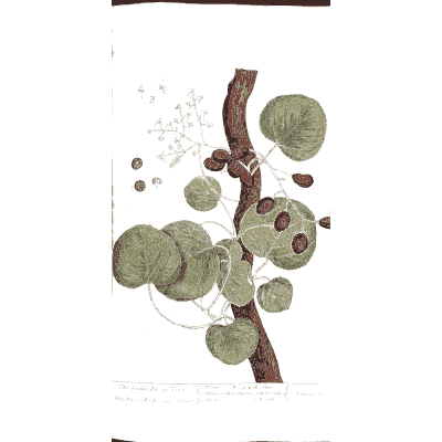 Red stem with round leaves and berries - A Curious Herbal: Five Hundred Cuts - 1737