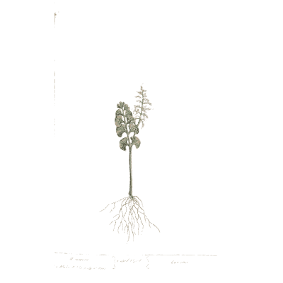 Orchid with tuberous roots - A Curious Herbal: Five Hundred Cuts - 1737