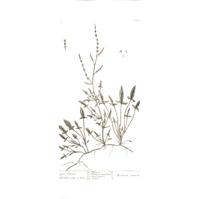Sprawling herb with narrow leaves - A Curious Herbal: Five Hundred Cuts - 1737