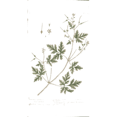 Herb with divided leaves and small flowers - A Curious Herbal: Five Hundred Cuts - 1737