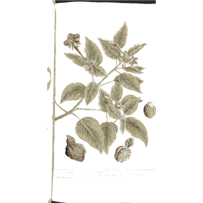 Leafy stem with rough fruit - A Curious Herbal: Five Hundred Cuts - 1737