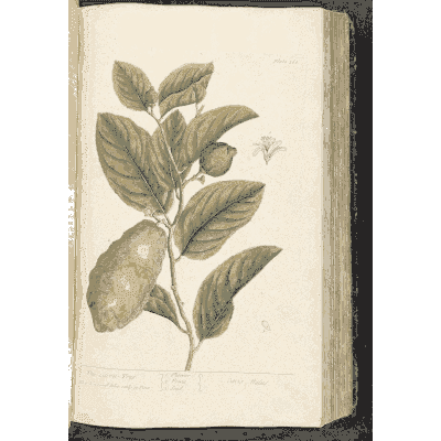 Branch with a large yellow fruit - A Curious Herbal: Five Hundred Cuts - 1737