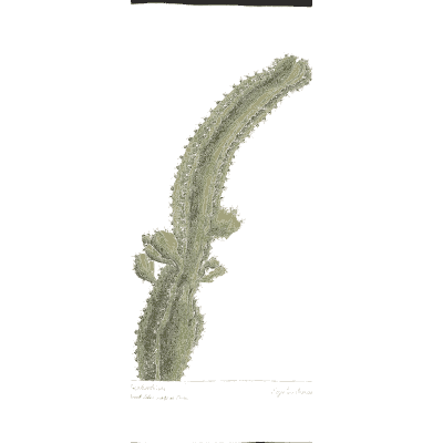 Curved spiny stem - A Curious Herbal: Five Hundred Cuts - 1737