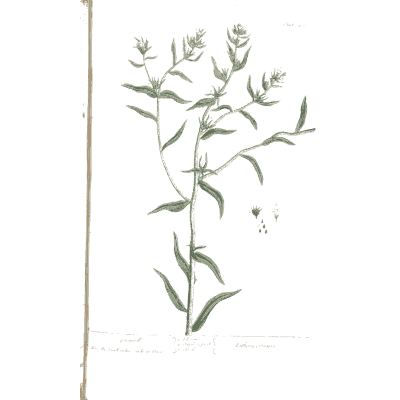 Slender herb with narrow leaves - A Curious Herbal: Five Hundred Cuts - 1737