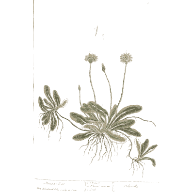 Daisy rosette with flower heads - A Curious Herbal: Five Hundred Cuts - 1737