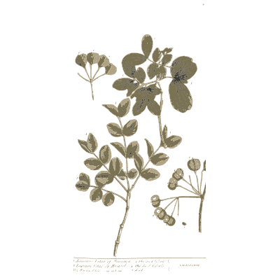 Branch of round leaflets with seed pods - A Curious Herbal: Five Hundred Cuts - 1737