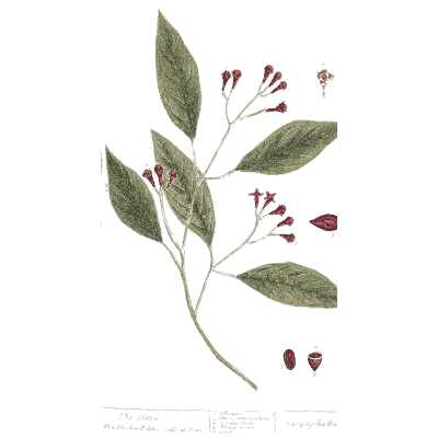 Branch with red tubular flowers - A Curious Herbal: Five Hundred Cuts - 1737