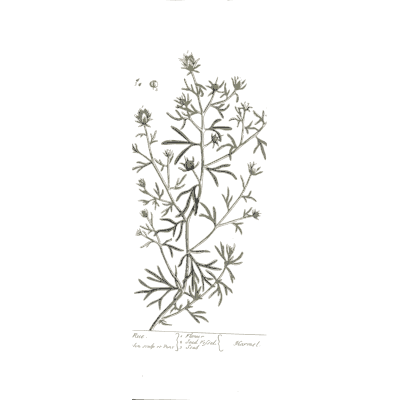 Bushy herb with tiny flowers - A Curious Herbal: Five Hundred Cuts - 1737