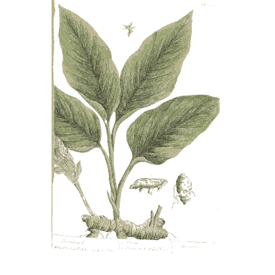 Broad leaves with a caterpillar - A Curious Herbal: Five Hundred Cuts - 1737