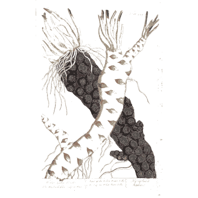 Scaly root with dark seeds - A Curious Herbal: Five Hundred Cuts - 1737