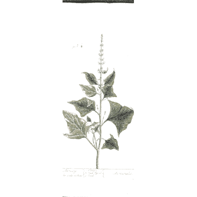 Toothed-leaved herb with flower spike - A Curious Herbal: Five Hundred Cuts - 1737