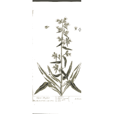 Herb with a spike of open flowers - A Curious Herbal: Five Hundred Cuts - 1737