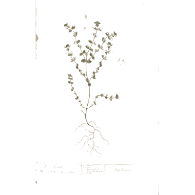 Small herb with seed capsules - A Curious Herbal: Five Hundred Cuts - 1737