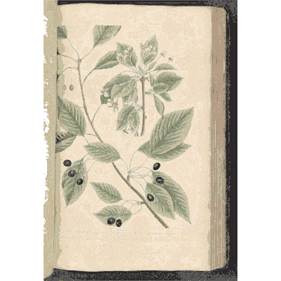 Leafy branch with black berries - A Curious Herbal: Five Hundred Cuts - 1737