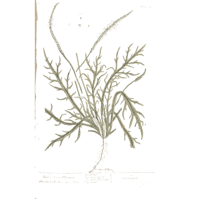 Herb with fleshy divided leaves - A Curious Herbal: Five Hundred Cuts - 1737