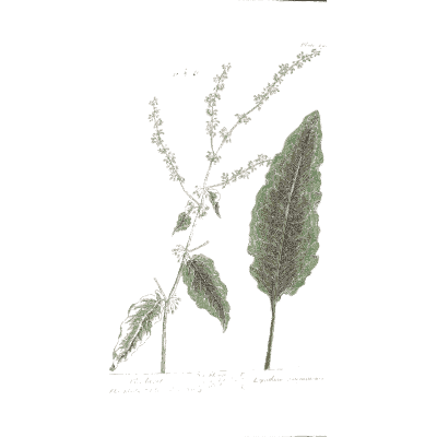Broad leaf with a flower spike - A Curious Herbal: Five Hundred Cuts - 1737