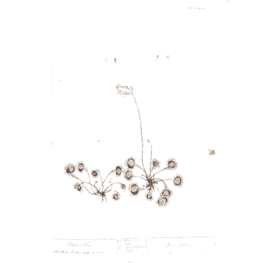 Umbel of round seed heads - A Curious Herbal: Five Hundred Cuts - 1737