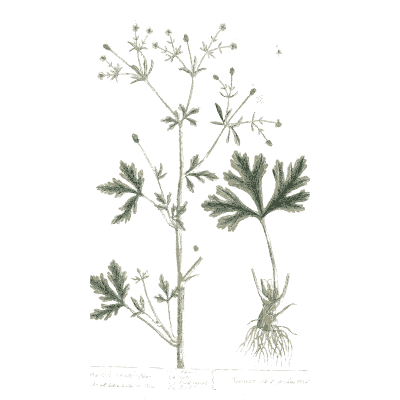 Rooted herb with flower umbels - A Curious Herbal: Five Hundred Cuts - 1737
