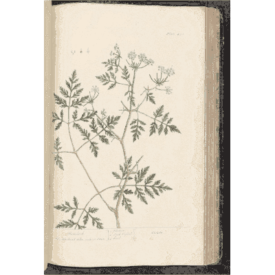 Feathery herb with a flower umbel - A Curious Herbal: Five Hundred Cuts - 1737