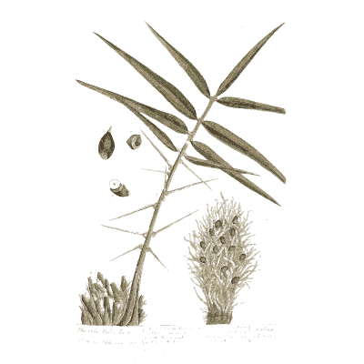 Grass blades with seed heads - A Curious Herbal: Five Hundred Cuts - 1737