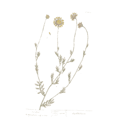 Wiry stems with daisy flowers - A Curious Herbal: Five Hundred Cuts - 1737