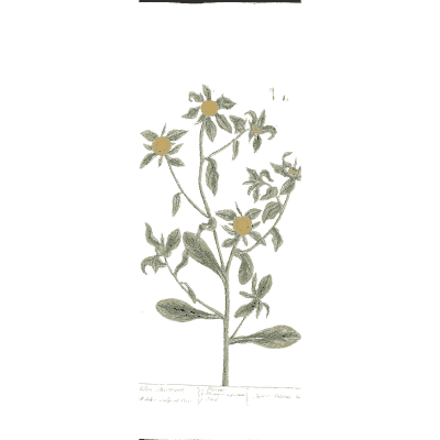 Herb with small yellow flowers - A Curious Herbal: Five Hundred Cuts - 1737