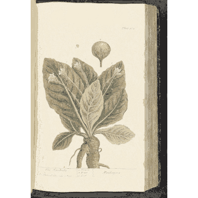 Broad leaf rosette with round fruit - A Curious Herbal: Five Hundred Cuts - 1737