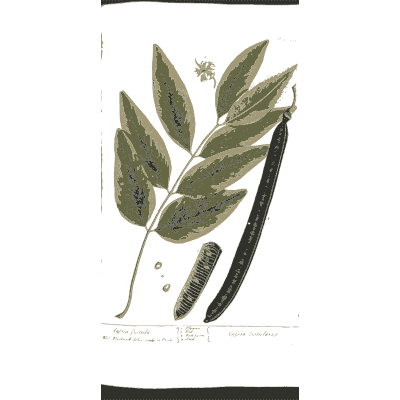 Leafy stem with a long seed pod - A Curious Herbal: Five Hundred Cuts - 1737