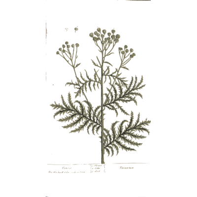 Fern-leaved herb with flower buds - A Curious Herbal: Five Hundred Cuts - 1737